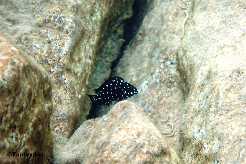 Tropheus duboisi 'Mawimbi'